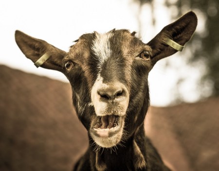 Larry the Goat by g3Tography