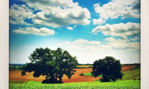 Two Trees #5 by Simon Marussi