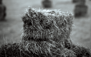 Wild Man of Malin Head by Seán Venn